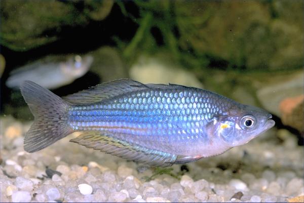 Cairns Rainbowfish