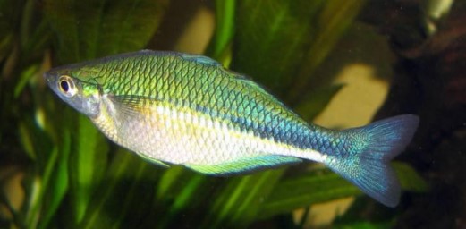 Colour Changes in Rainbowfish